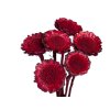 protea daisy bez lupenov cervena red1