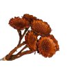 protea daisy bez lupenov orange red