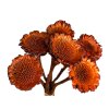 protea daisy bez lupenov orange oranzove1