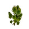 dipsacus thistle olive green green