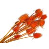 dipsacus bodliak thistle orange oranzovy