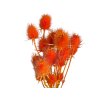 dipsacus bodliak thistle orange oranzovy1