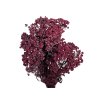 vratic tanacetum preserved stabilizovane bordove burgundy1