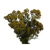 vratic tanacetum preserved stabilizovane green zelene1