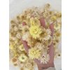 slamienky helichrysum straw flower heads hlavičky cream yellow kremove zlte1