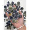 dried thistles globe thistle echinops thistle heads natural natural1