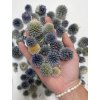 susene bodliaky hlavicky jezibaba echinops thistle heads prirodne natural1