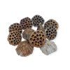 Dried Lotus flowers 10cm 11pcs - natural
