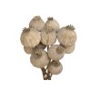 poppy dried natural grey poppy seed heads