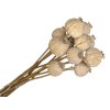 poppy heads naturally grey dried natural grey