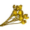 makovice prirodne zlte horcicove poppy dried natural yellow mustard
