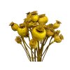 makovice prirodne zlte horcicove poppy dried natural yellow mustard1