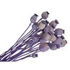 poppy dried natural purple violet