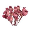 makovice prirodne ružové poppy dried natural pink1