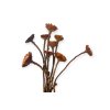 Dried flowers - Protea Compacta without petals with stem 9pcs - Daisy