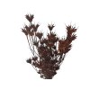 Nigella orientalis dried brown