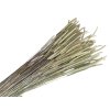 dried timothy grass phleum natural
