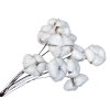 cotton stalk solo cotton pods
