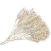 broom bloom dried flower dried flowers dried bleached white white