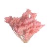 broom bloom dried flower dried flowers dried bleached pink2