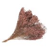 broom bloom dried flower susene kvety dried mocha mousse ružovo hneda