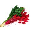 Phalaris red green