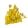 nigella yellow1
