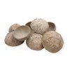 Coconut half 8pcs vintage white