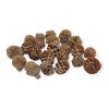 Dried Galpini pinecones 110 g – natural Proteaceae decorations