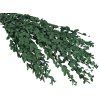 eucalyptus parvifolia preserved stabilized eucalyptus dark green dark green1