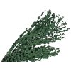 eukalyptus parvifolia preserved stabilizovany eucalyptus dark green tmavozelený