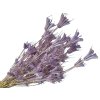nigella nigella pale purple