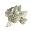 palm leaf leaves large palm leaves natural natural1