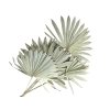 palm leaf leaves large fan velke palmove listy natural prirodne vejar