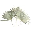 palm leaf leaves large fan velke palmove listy natural prirodne vejar2