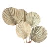 palm leaf leaves large fan round large palm leaves round2