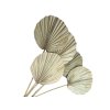 palm leaf leaves large fan round