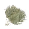 palm leaf thin fan palm leaves thin fan