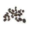 Dried Casuarina cones 220g bleached (2)