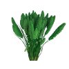 dried setaria green susena trava zelena