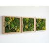 Wooden frame for moss pictures square 30cm