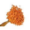 glixia 50g orange