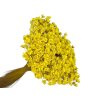 glixia 50g yellow