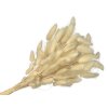 lagurus bunny tail white