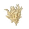 lagurus bunny tail white1