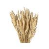 dried wheat ears triticum bleached1