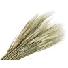 dried rye triticum ears natural