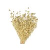 dried flax dried linum bleached1