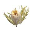 banksia hookerana susena beige3