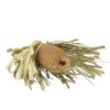 banksia hookerana susena beige1